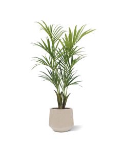 Kentia deluxe kunstpalm 165cm