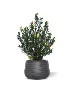 Kunst Buxus Haagplant 50cm Groen/rood