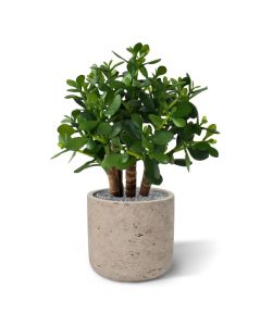 Crassula kunst vetplant 40cm