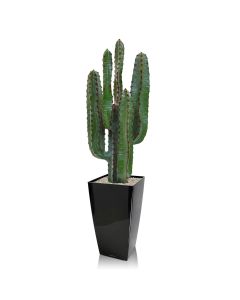 Euphorbia kunst Cactus 70cm
