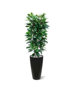 Ficus Cyathistipula deluxe kunstplant 160cm