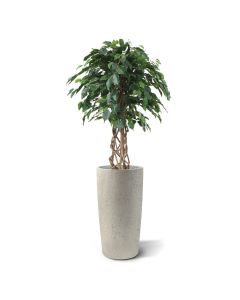 Ficus Exotica bol kunstplant op stam 125cm