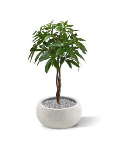 Pachira bal kunstplant op stam 75cm