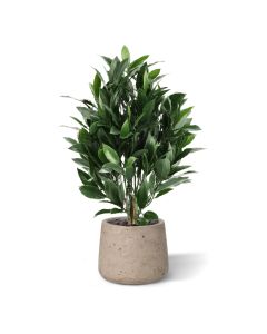 Laurier Kunstplant 50cm UV