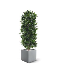 Laurier kolom kunstplant 125cm - UV bestendig
