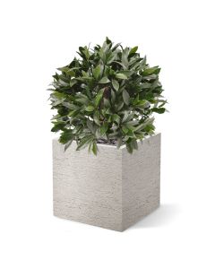 Laurierbol kunstplant 55cm - UV bestendig