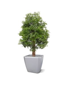 Ming Aralia kunstplant 90cm - UV bestendig