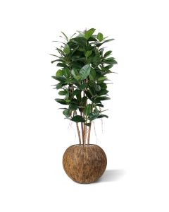 Philodendron Kolom kunstplant 155cm brandvertagend