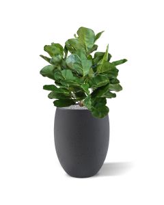 Royal Lyrata bol deluxe kunstplant 75cm