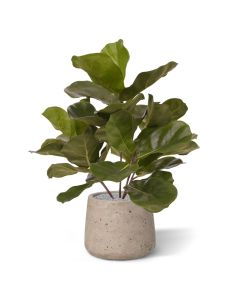 Royal Lyrata kunstplant 45cm