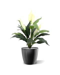 Spathiphyllum kunstplant 50cm