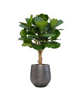 Lyrata deluxe kunstplant op stam 125cm