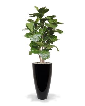 Lyrata deluxe kunstboom 170cm FR