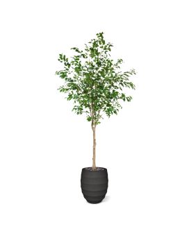 Ficus Exotica Kunstboom op stam 230cm
