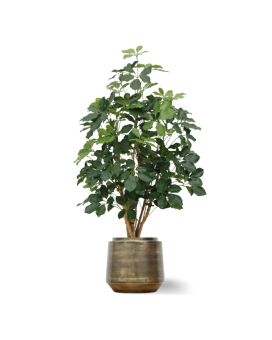 Schefflera Exotica kunstplant 120cm