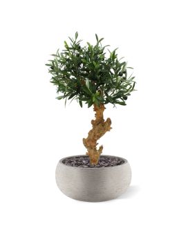 Olijf Bonsai deluxe kunstboom op voet 60cm