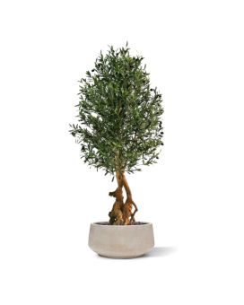 Kunst Olijfbonsai deluxe 150cm