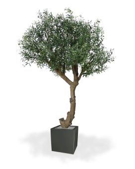 Olijf Giant Y stam kunstboom 270cm