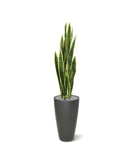 Sanseveria kunstplant 110cm - bont