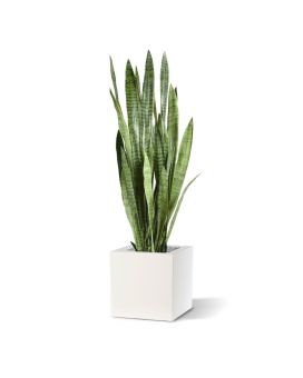 Sanseveria kunstplant 130cm - groen