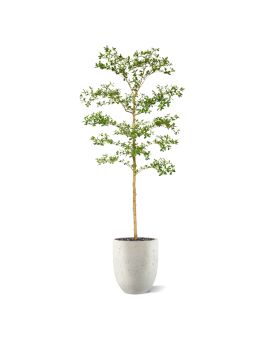 Bucida Buceras Kunstboom 210cm NT groen