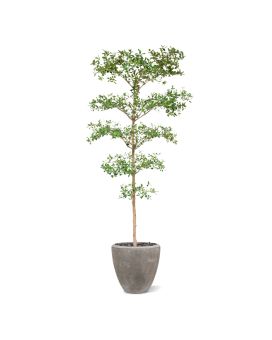 Bucida Buceras Kunstboom 240cm NT groen
