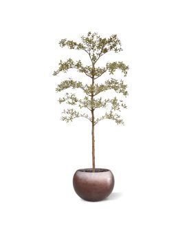 Bucida Buceras Kunstboom 210cm NT bont