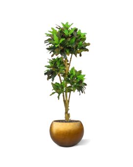 Croton bonsai deluxe kunstboom 175cm