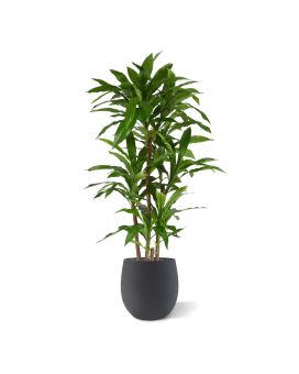 Draceana Fragrans XL Kunstplant 130cm