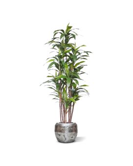 Draceana Fragrans kunstplant Deluxe 210cm