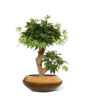 Acer Bonsai kunstboom 60cm - groen