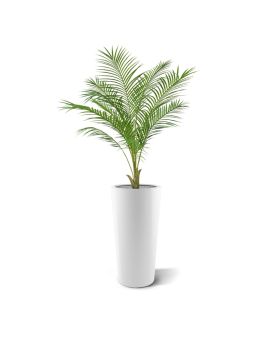 Areca kuntpalm Pl 110cm