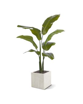 Traveller Palm promo 120cm