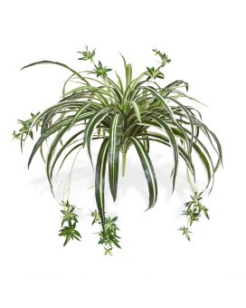 Chlorophytum Kunsthangplant 50cm