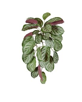 Calathea red Roseopicta kunst hangplant 70cm