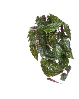 Begonia Rex Kunst hanger groen rood 40cm