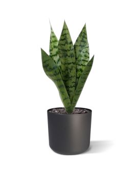 Sanseveria kunstplant 40cm - groen