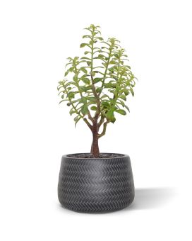 Crassula Bonsai kunstplant 40cm - grijs