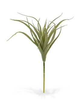 Tillandsia steker 20 cm