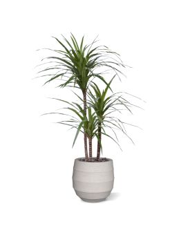 Draceana Marginata Deluxe kunstplant 100cm