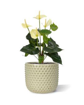 Anthurium kunstplant 40cm - crème