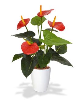 Anthurium kunstplant 40cm - rood in 10cm kweekpot