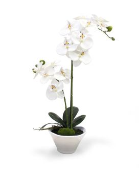 Phalaenopsis Orchidee kunstplant 50cm x2 in schaal