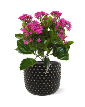 Kalanchoe kunstplant 30cm - paars