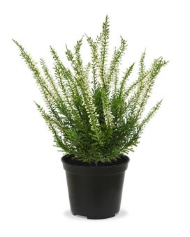 Erica heide kunstplant 25cm - creme