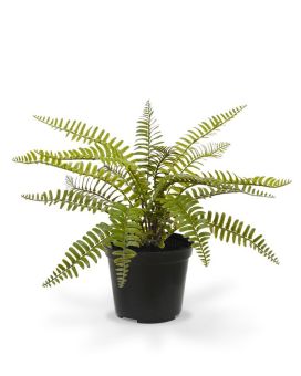Asplenium Varen kunstplant 35cm