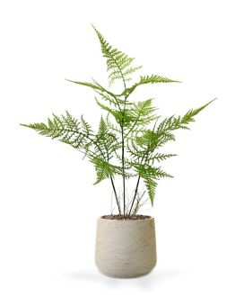 Asparagus kunstboeket 40 cm