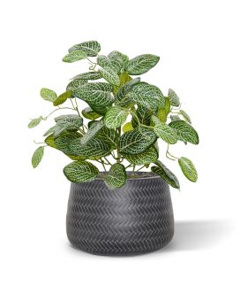 Fittonia kunstplant 40cm - bont