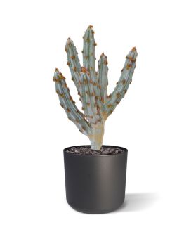 Tetragonus kunst Cactus 35cm - bruin