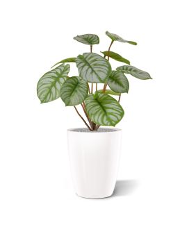Pepperomia kunstplant RT 25cm